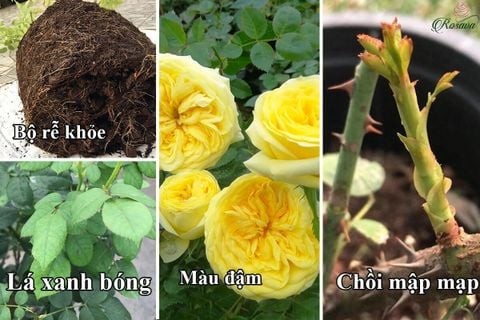 Để kích thích ra hoa, nuôi dưỡng hoa to, màu sắc đẹp, giữ hoa lâu tàn thì sử dụng phân bón như thế nào?