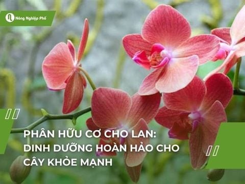 Phân hữu cơ cho lan: Dinh dưỡng hoàn hảo cho cây khỏe mạnh