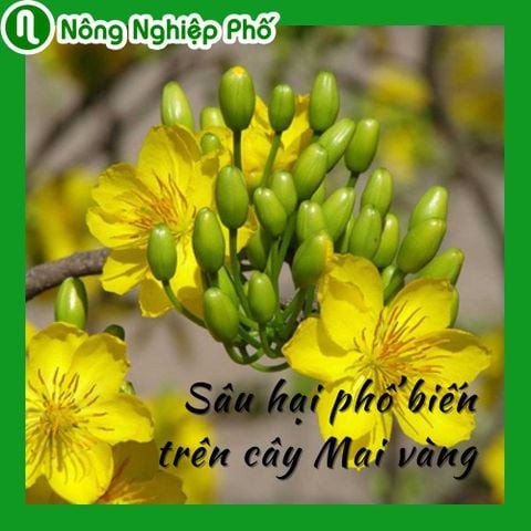 Phòng sâu hại trên cây mai như thế nào? | Nông Nghiệp Phố
