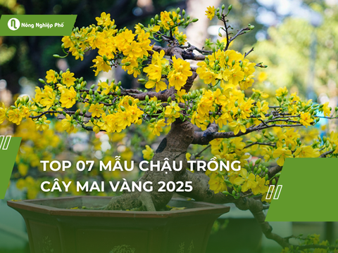 Top 07 mẫu chậu trồng cây mai vàng 2025 | Nông Nghiệp Phố