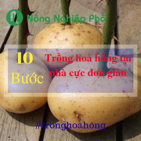 10 bước đơn giản giâm cành hoa hồng lớn nhanh tại nhà | Nông nghiệp phố