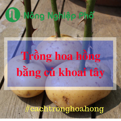 5 bước nhân giống hoa hồng tại nhà trên củ khoai tây | Nông nghiệp phố