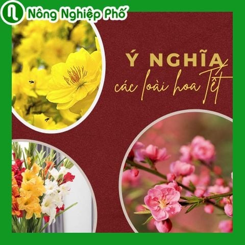 Ý nghĩa của hoa mai và các loài hoa chưng vào ngày Tết | Nông Nghiệp Phố