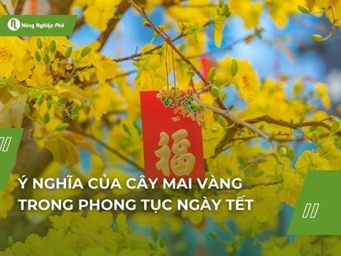Ý nghĩa của cây mai vàng trong phong tục ngày tết
