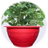 Chậu trồng hồng