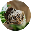Phân bón Kích rễ